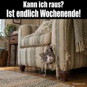Katze schaut aus einem Loch im zerkratzten Sessel, Text: Kann ich raus? Ist endlich Wochenende!