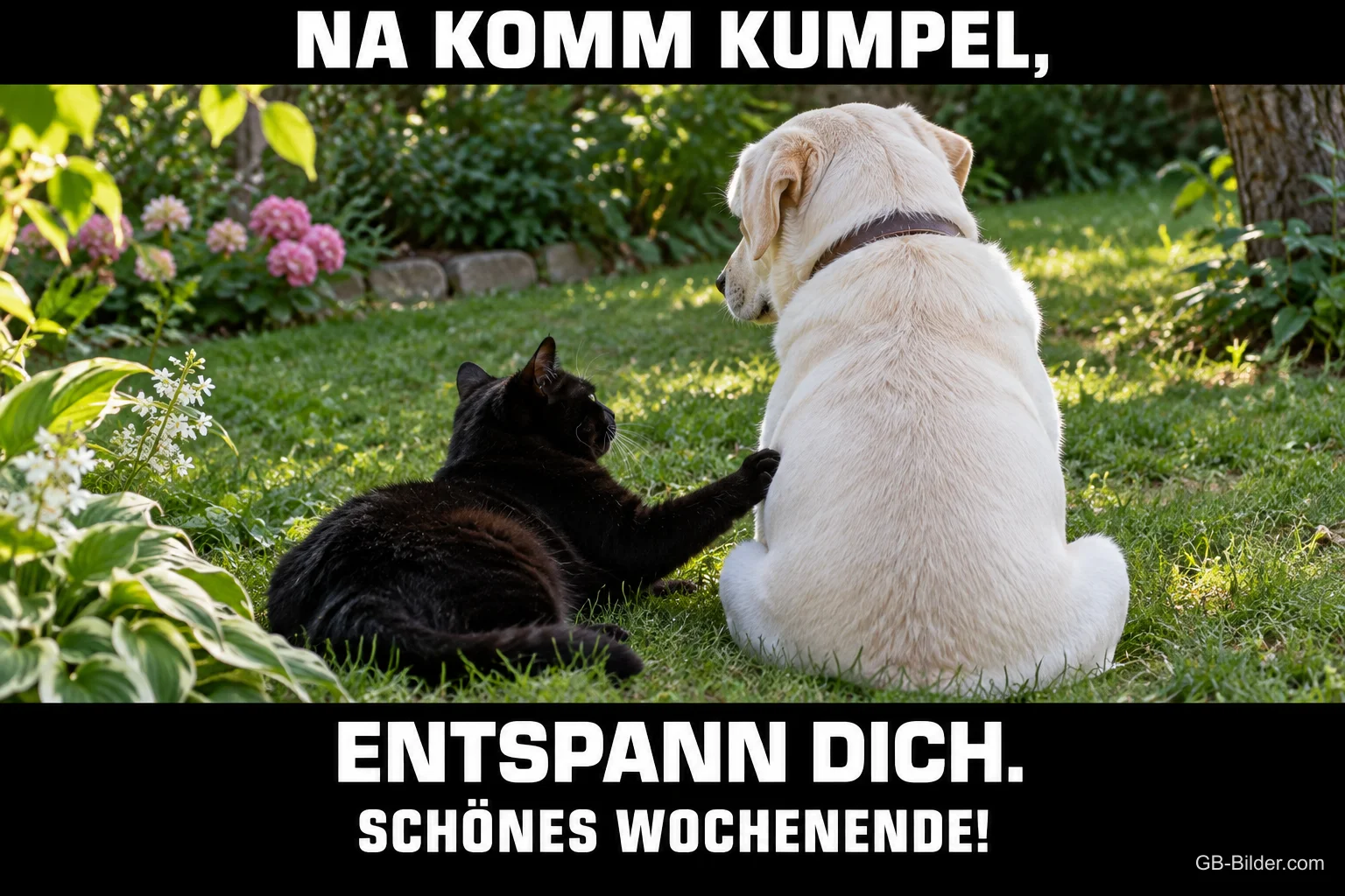 Schwarze Katze legt die Pfote auf einen weißen Labrador im Garten, Text: NA KOMM KUMPEL, ENTSPANN DICH. SCHÖNES WOCHENENDE!