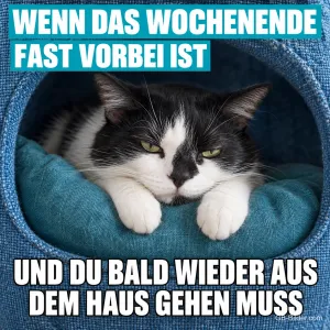 Schwarz-weiße Katze liegt mürrisch in einer Kuschelhöhle, Text: WENN DAS WOCHENENDE FAST VORBEI IST UND DU BALD WIEDER AUS DEM HAUS GEHEN MUSST