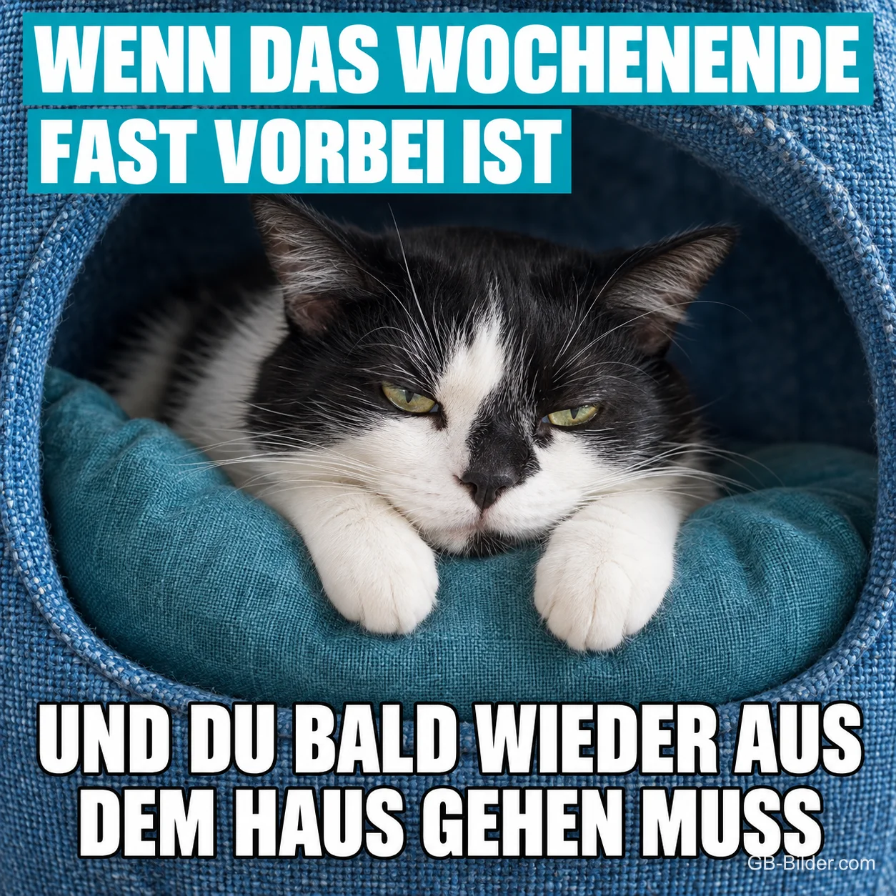 Schwarz-weiße Katze liegt mürrisch in einer Kuschelhöhle, Text: WENN DAS WOCHENENDE FAST VORBEI IST UND DU BALD WIEDER AUS DEM HAUS GEHEN MUSST
