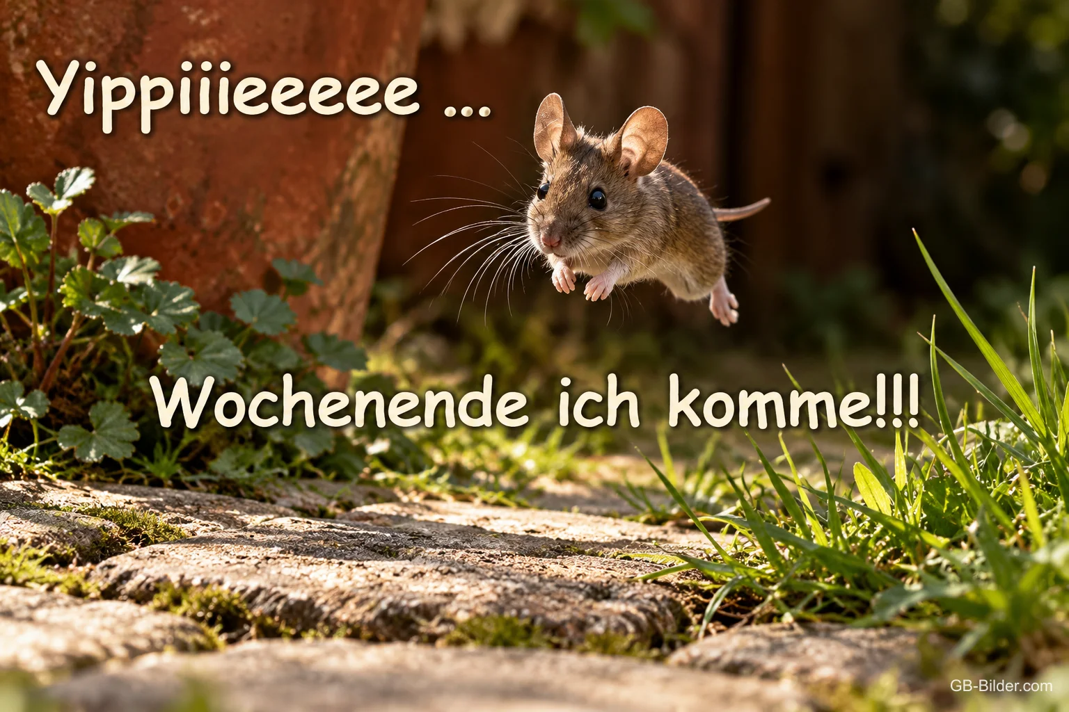 Maus springt über einen Steinweg, Text: Yippiiieeee … Wochenende ich komme!!!