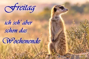 Erdmännchen steht aufrecht in der Abendsonne, Text: Freitag – ich seh’ aber schon das Wochenende