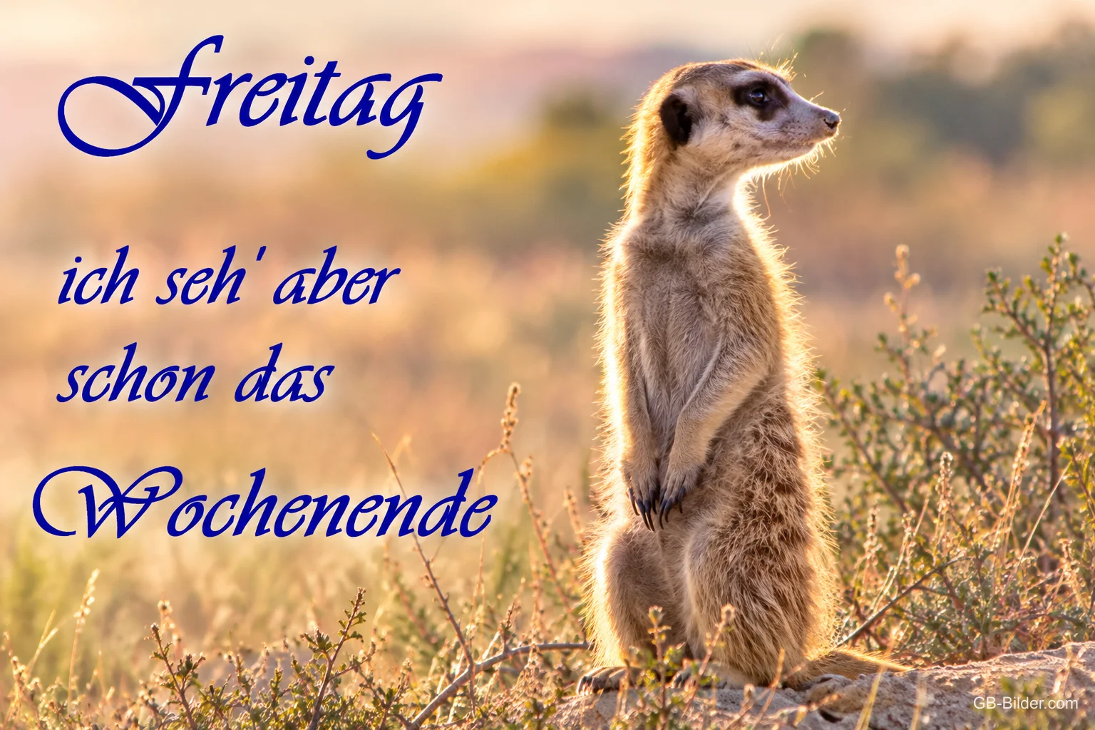 Erdmännchen steht aufrecht in der Abendsonne, Text: Freitag – ich seh’ aber schon das Wochenende
