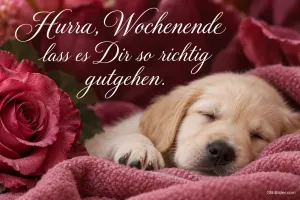 Golden-Retriever-Welpe schläft auf einer rosa Decke neben Rosen, Text: Hurra, Wochenende – lass es Dir so richtig gutgehen.
