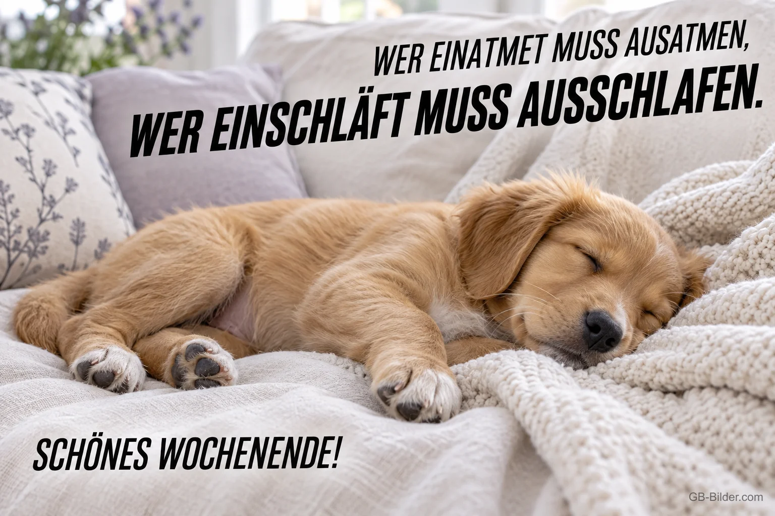 Golden-Retriever-Welpe schläft auf einer Decke, Text: WER EINATMET MUSS AUSATMEN, WER EINSCHLÄFT MUSS AUSSCHLAFEN. SCHÖNES WOCHENENDE!