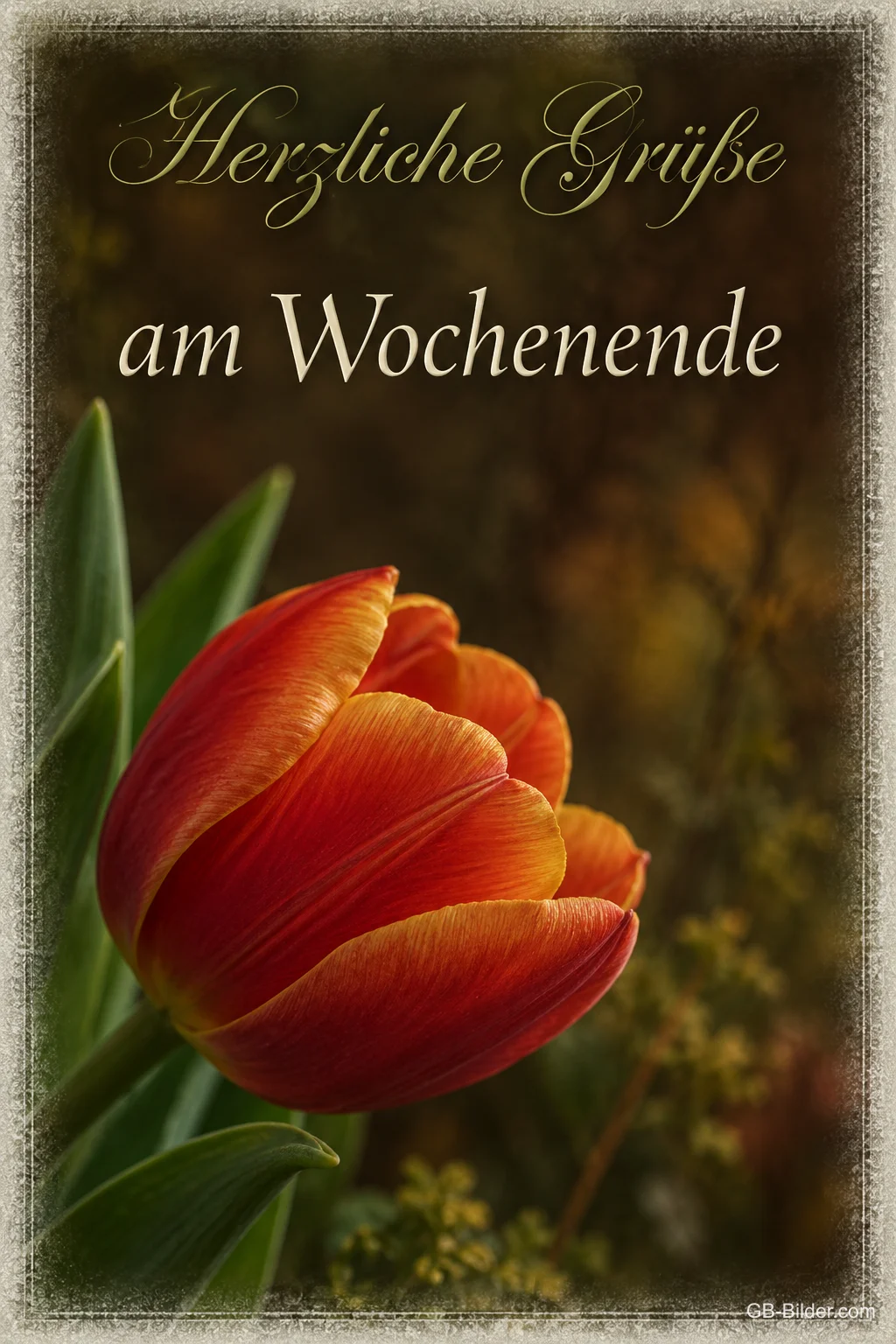 Rote Tulpe vor dunklem Hintergrund, Text: Herzliche Grüße am Wochenende