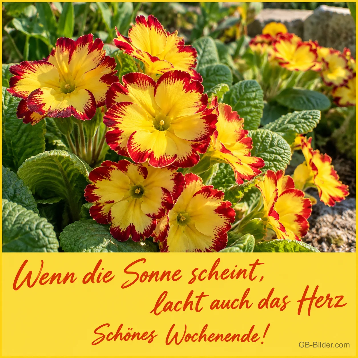 Gelb-rote Primeln im Garten, Text: Wenn die Sonne scheint, lacht auch das Herz – Schönes Wochenende!