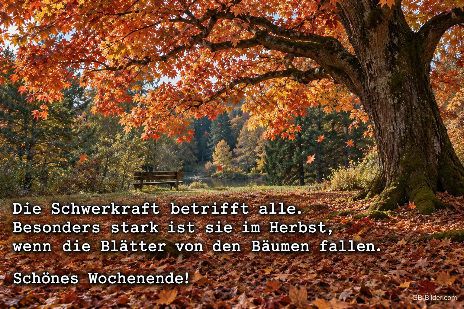 Rot leuchtender Herbstbaum im Park mit Laub, Text: Die Schwerkraft betrifft alle. Besonders stark ist sie im Herbst, wenn die Blätter von den Bäumen fallen. Schönes Wochenende!