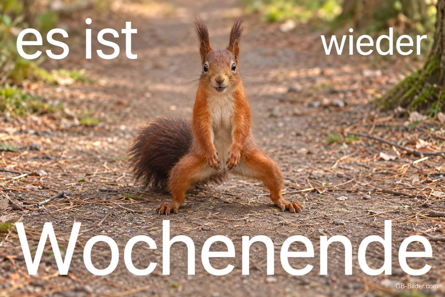 Eichhörnchen steht breitbeinig und entschlossen auf einem Waldweg, Text: es ist wieder Wochenende