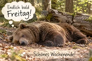 Braunbär liegt schlafend auf dem Waldboden, Text: Endlich bald Freitag! Schönes Wochenende!