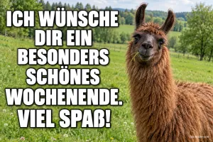 Braunes Lama mit Gras im Maul auf einer Weide, Text: ICH WÜNSCHE DIR EIN BESONDERS SCHÖNES WOCHENENDE. VIEL SPASS!