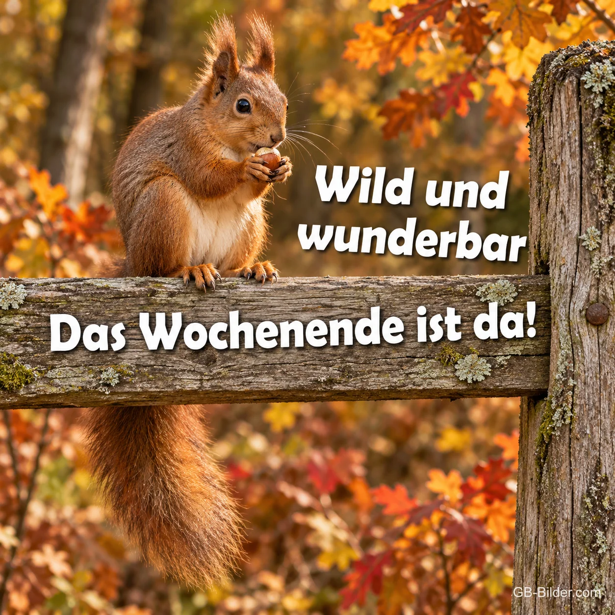 Eichhörnchen mit Nuss auf einem Holzzaun im Herbstwald, Text: Wild und wunderbar – das Wochenende ist da!