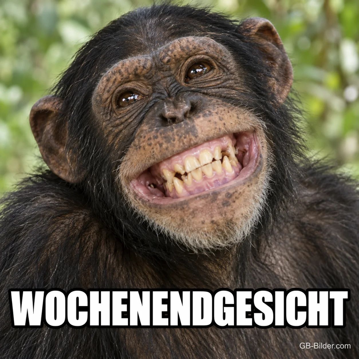 Breit grinsender Schimpanse, Text: Wochenendgesicht
