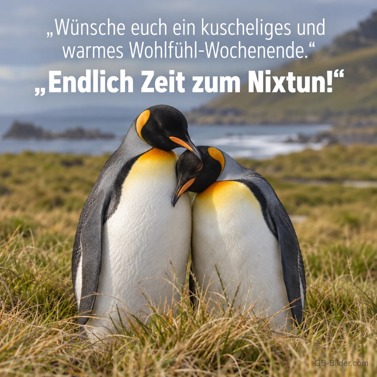 Zwei kuschelnde Königspinguine, Text: Wünsche euch ein kuscheliges und warmes Wohlfühl-Wochenende. Endlich Zeit zum Nixtun!