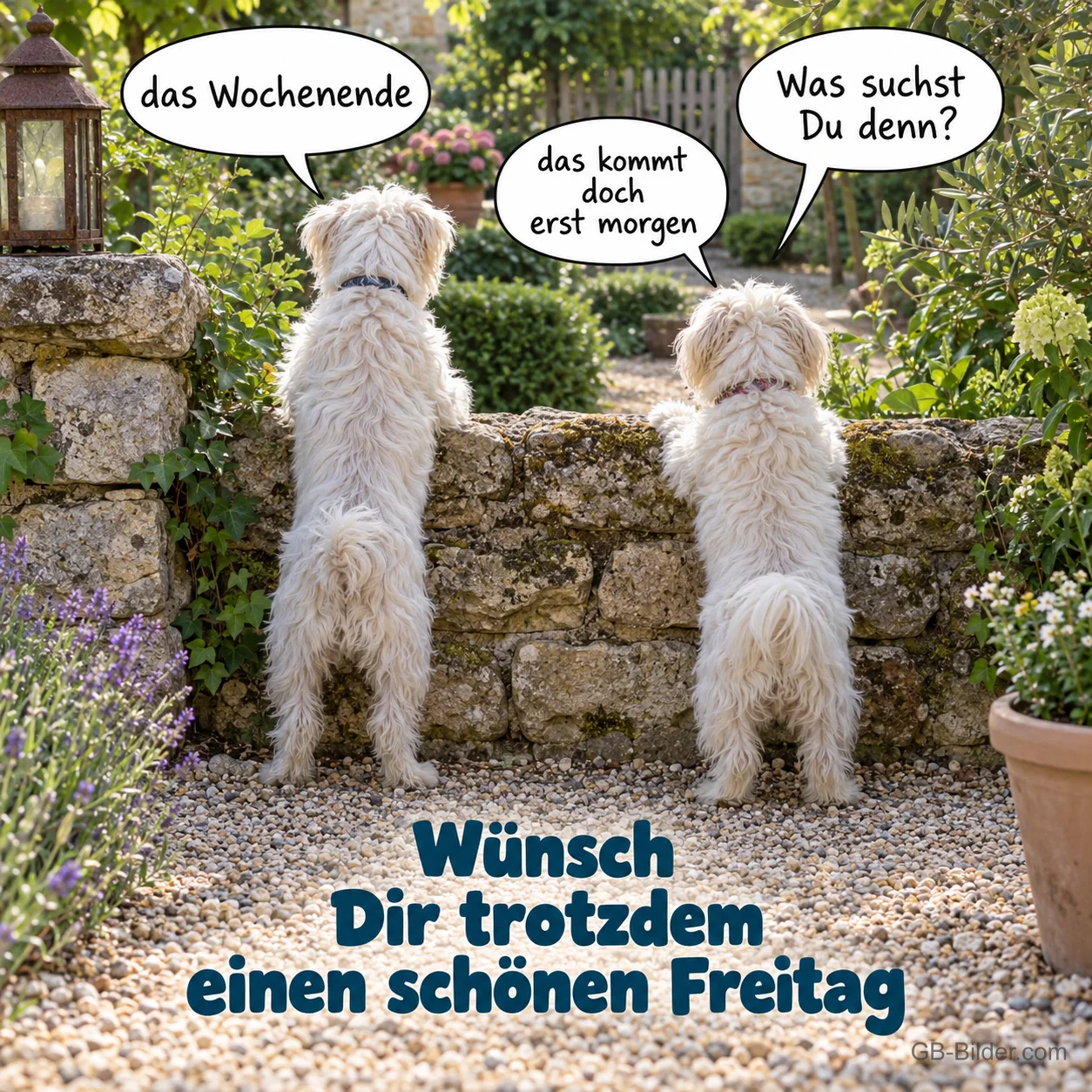 Zwei weiße Hunde an einer Gartenmauer, Text: Was suchst du denn? Das Wochenende. Wünsch dir trotzdem einen schönen Freitag