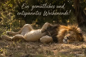 Entspannter Löwe auf dem Rücken, Text: Ein gemütliches und entspanntes Wochenende!
