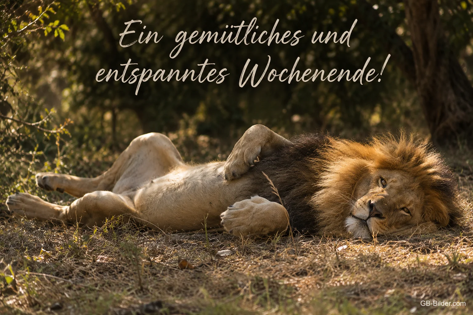 Entspannter Löwe auf dem Rücken, Text: Ein gemütliches und entspanntes Wochenende!