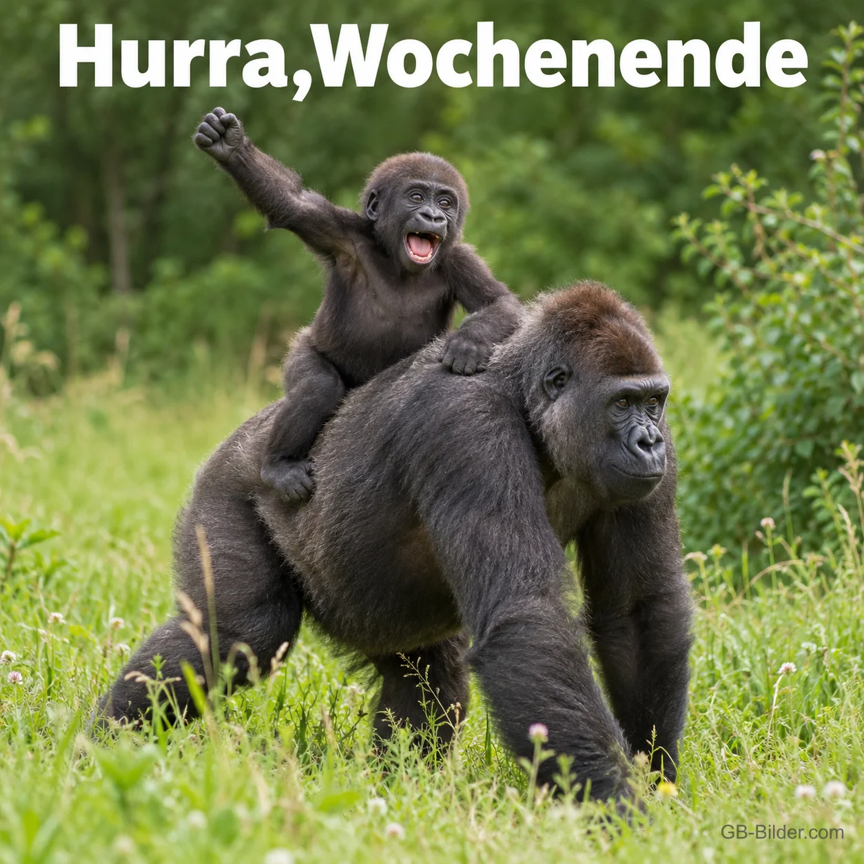 Jubelndes Gorillajunges auf dem Rücken der Mutter, Text: Hurra, Wochenende