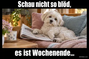 Weißer Hund mit Zeitung auf dem Sofa, Text: Schau nicht so blöd, es ist Wochenende