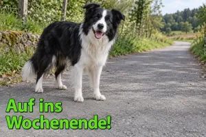 Fröhlicher Border Collie auf einem Feldweg, Text: Auf ins Wochenende!