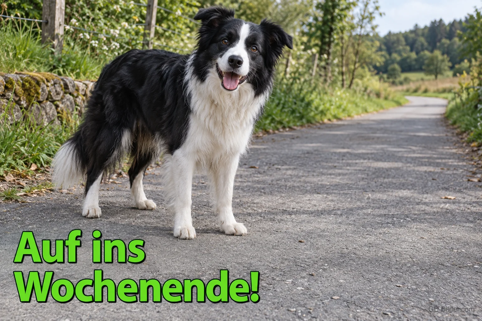 Fröhlicher Border Collie auf einem Feldweg, Text: Auf ins Wochenende!