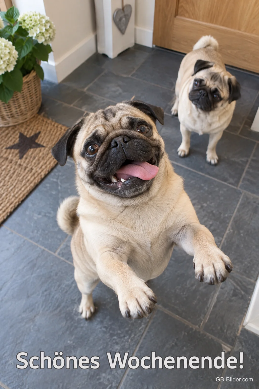 Freudig springender Mops im Flur, Text: Schönes Wochenende!