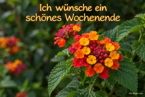 Orangerote Wandelröschen, Text: Ich wünsche ein schönes Wochenende