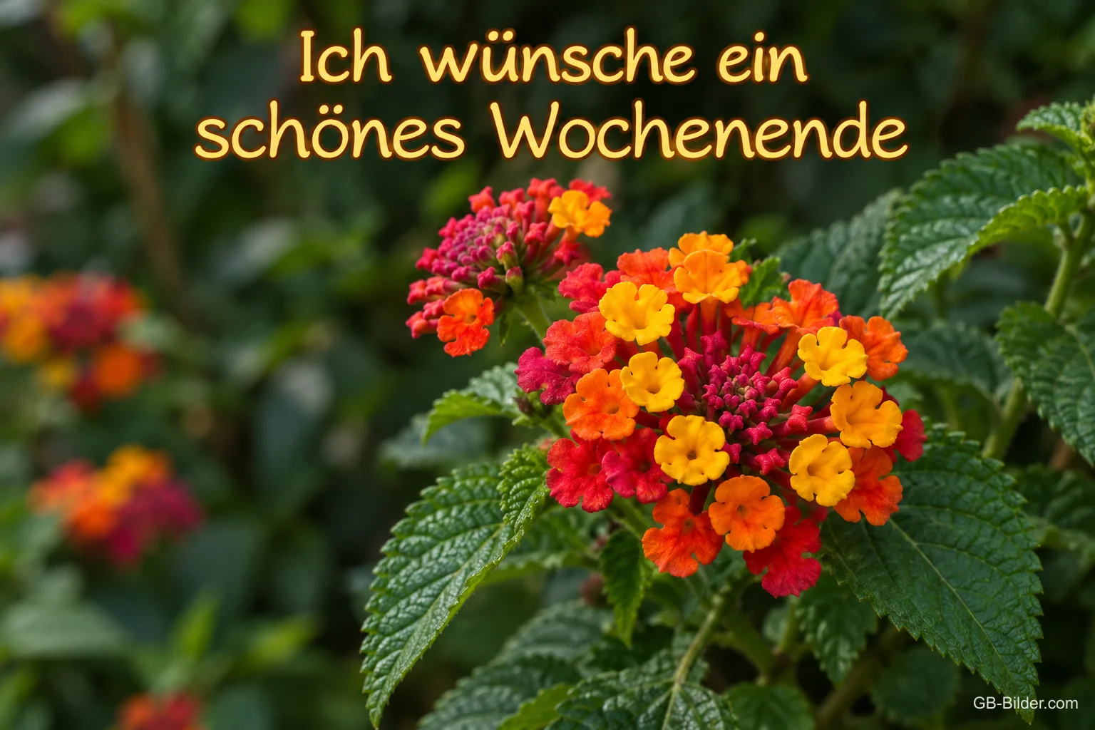 Orangerote Wandelröschen, Text: Ich wünsche ein schönes Wochenende