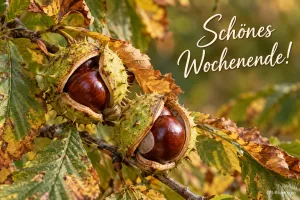 Geöffnete Kastanien am Zweig, Text: Schönes Wochenende!