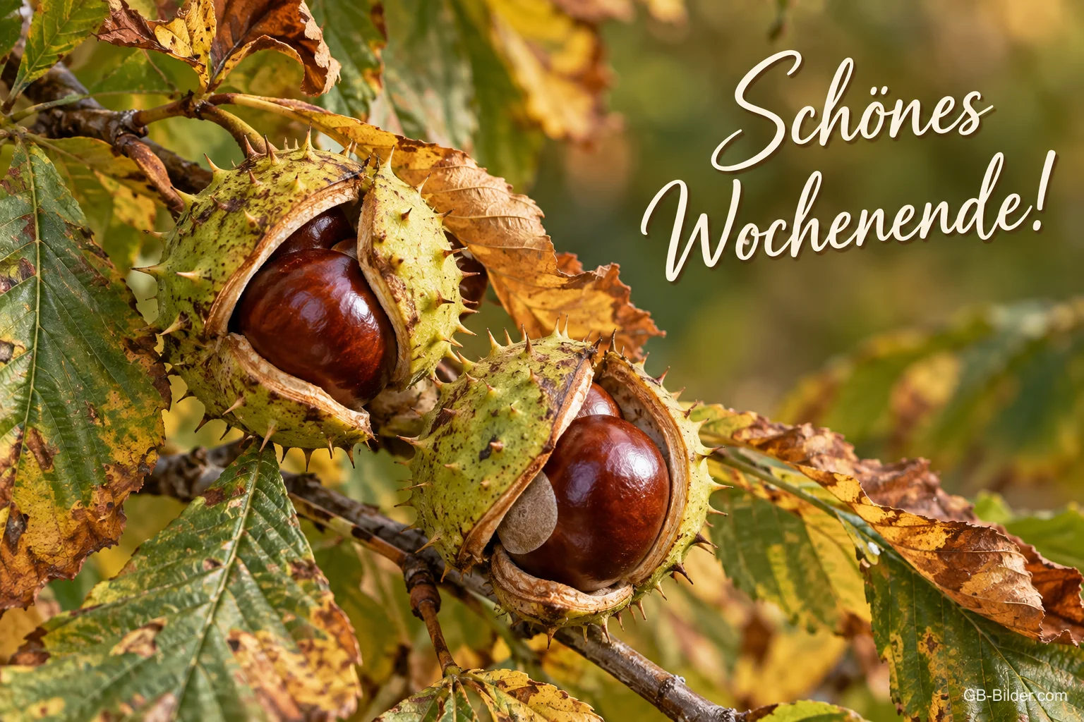 Geöffnete Kastanien am Zweig, Text: Schönes Wochenende!