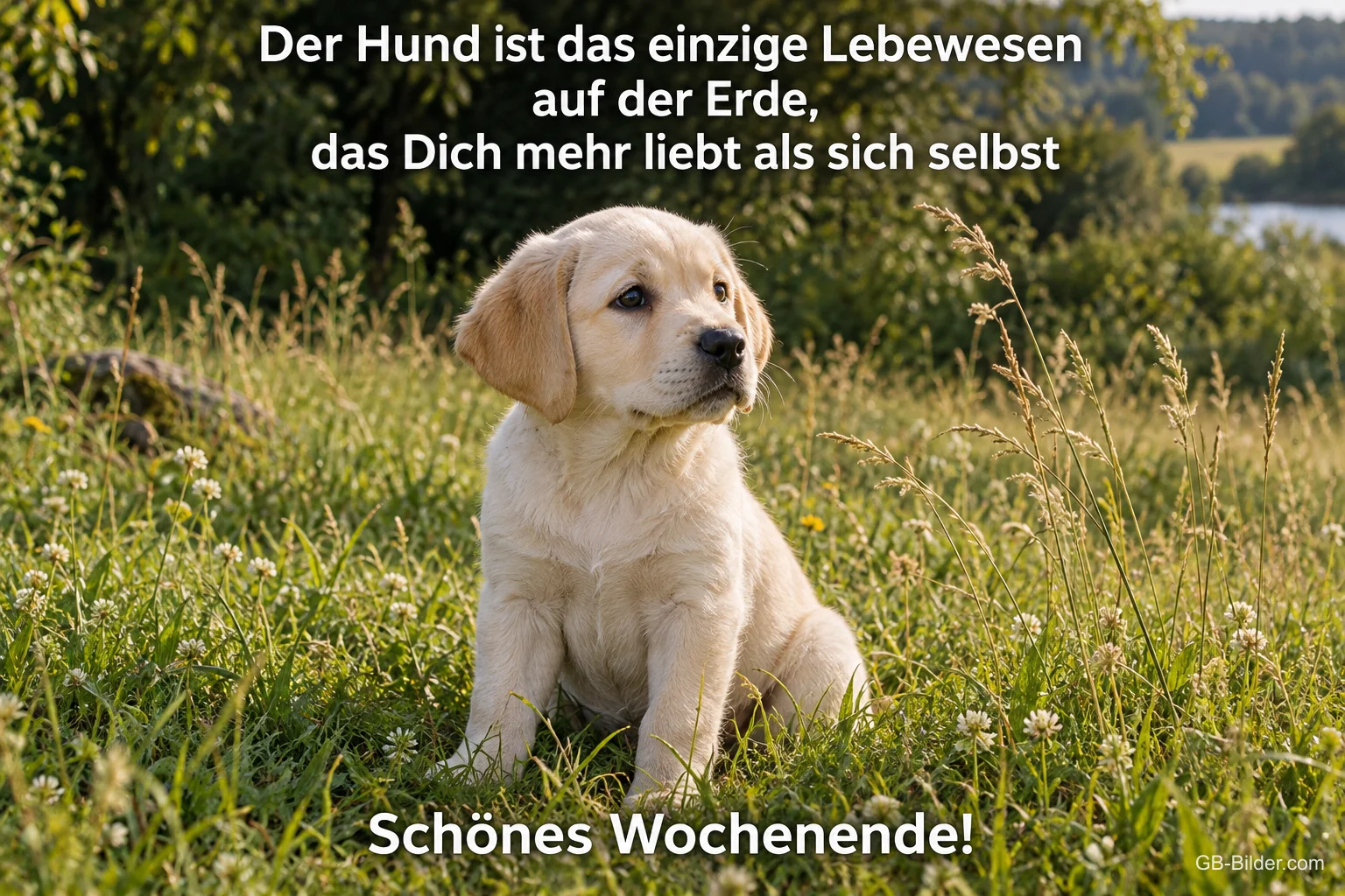 Labradorwelpe auf einer Wiese, Spruch: Der Hund liebt Dich mehr als sich selbst. Schönes Wochenende!