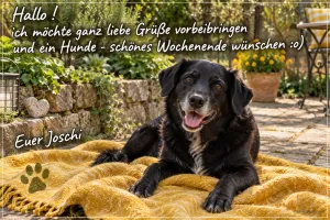 Schwarzer Hund auf gelber Decke, Text: Ganz liebe Grüße und ein Hunde-schönes Wochenende, Euer Joschi