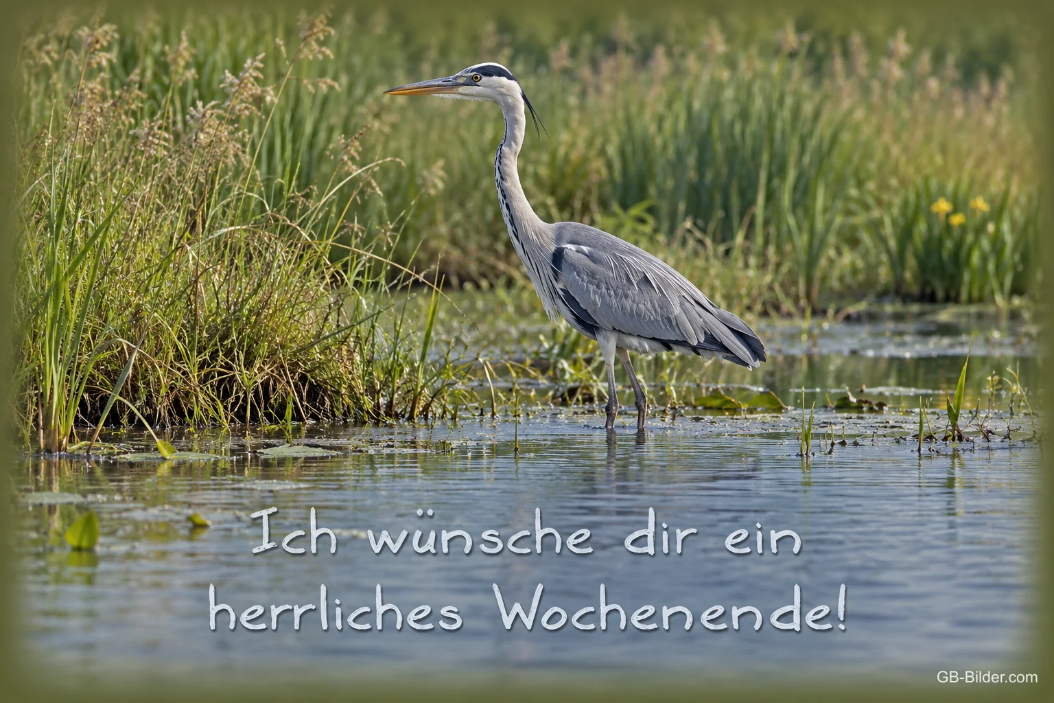 Graureiher im Schilf, Text: Ich wünsche dir ein herrliches Wochenende!