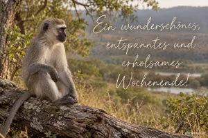 Meerkatze auf einem Baumstamm, Text: Ein wunderschönes, entspanntes und erholsames Wochenende!