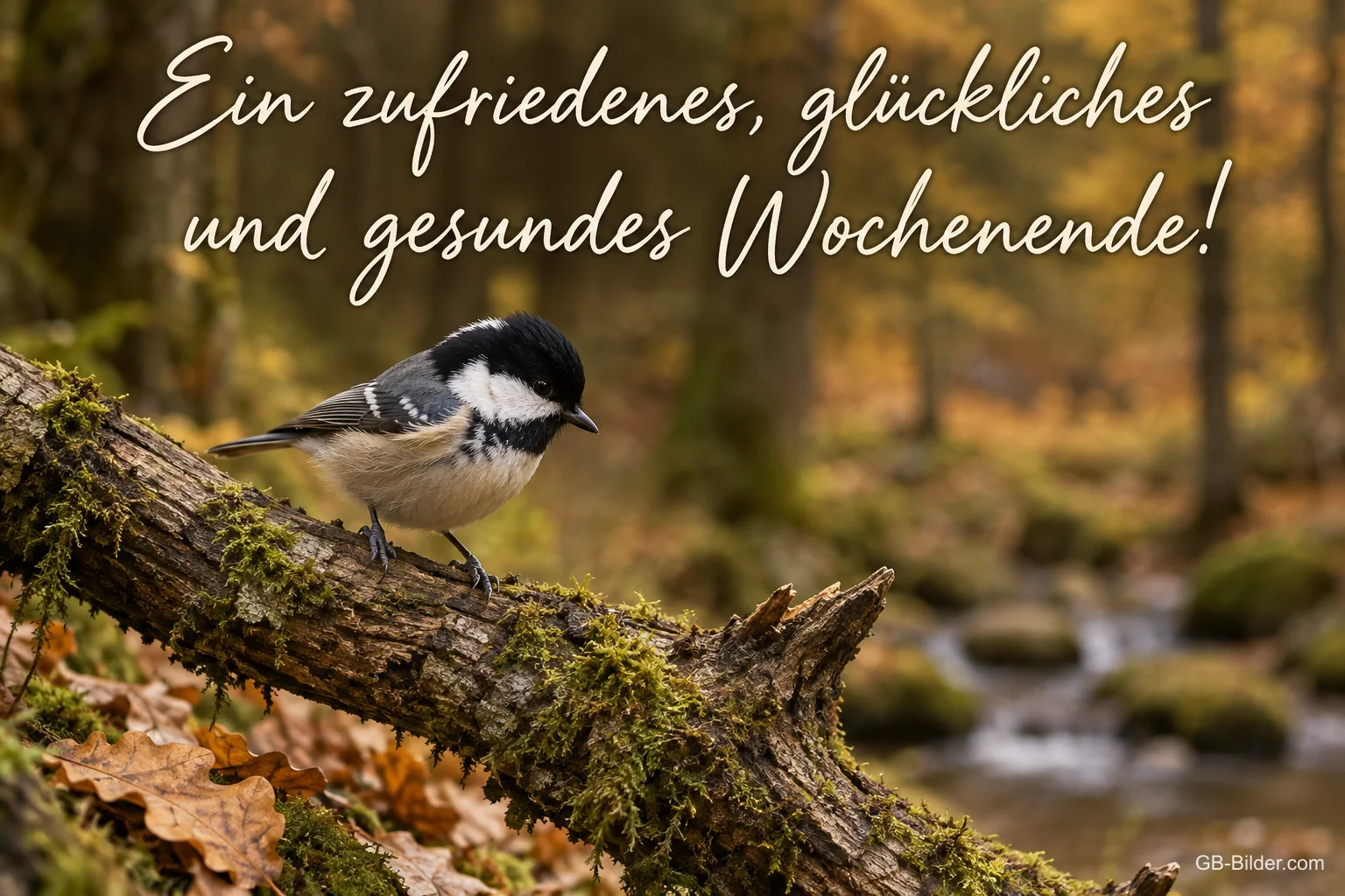 Tannenmeise auf einem bemoosten Ast, Text: Ein zufriedenes, glückliches und gesundes Wochenende!