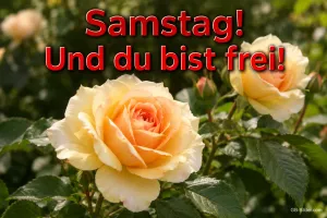 Gelbe Rosen im Garten, Text: Samstag! Und du bist frei!