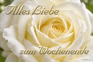 Cremeweiße Rose, Text: Alles Liebe zum Wochenende