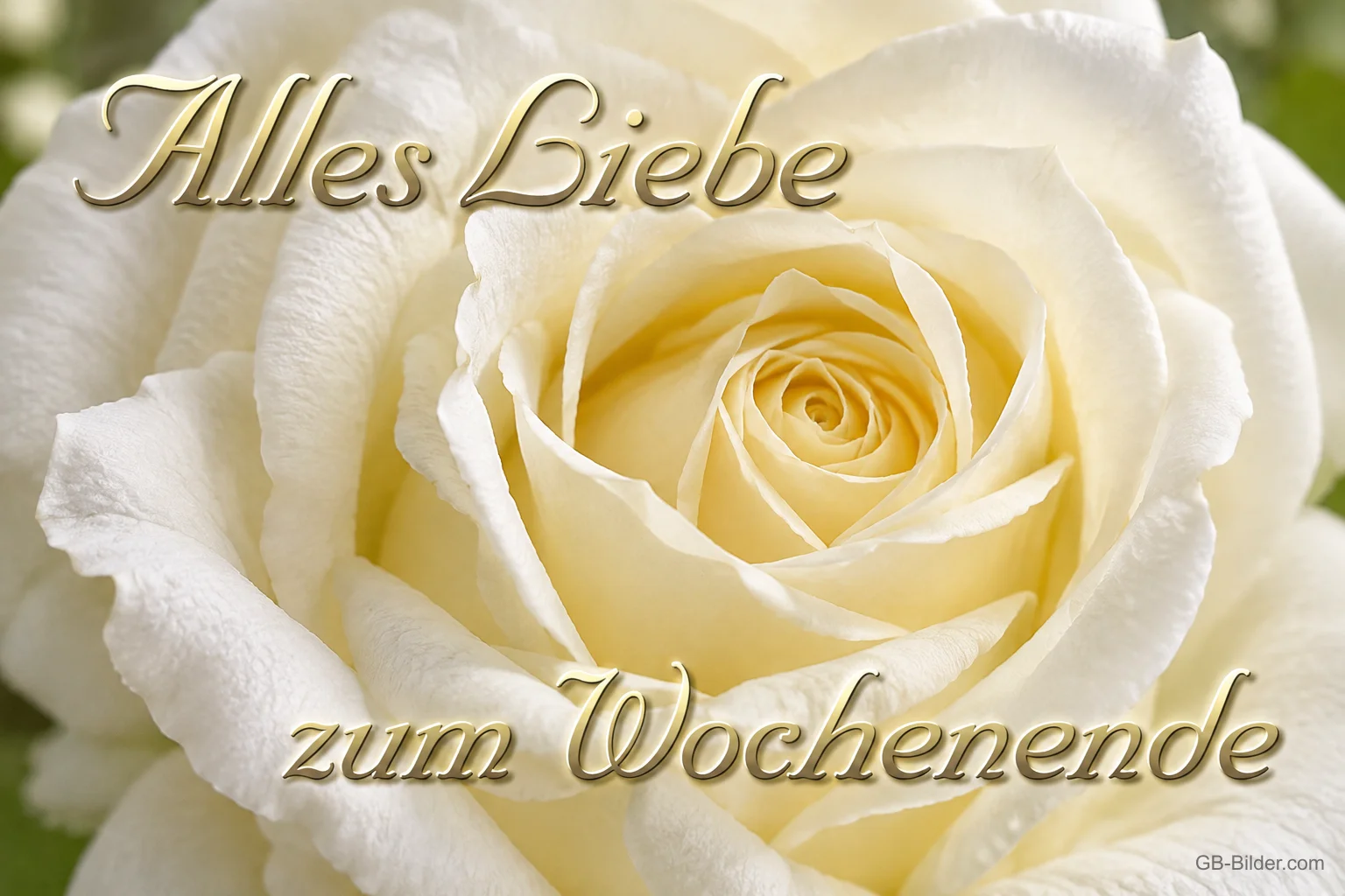 Cremeweiße Rose, Text: Alles Liebe zum Wochenende