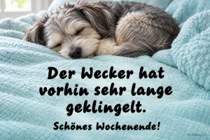 Schlafender Hund auf türkiser Decke, Text: Der Wecker hat vorhin sehr lange geklingelt. Schönes Wochenende!