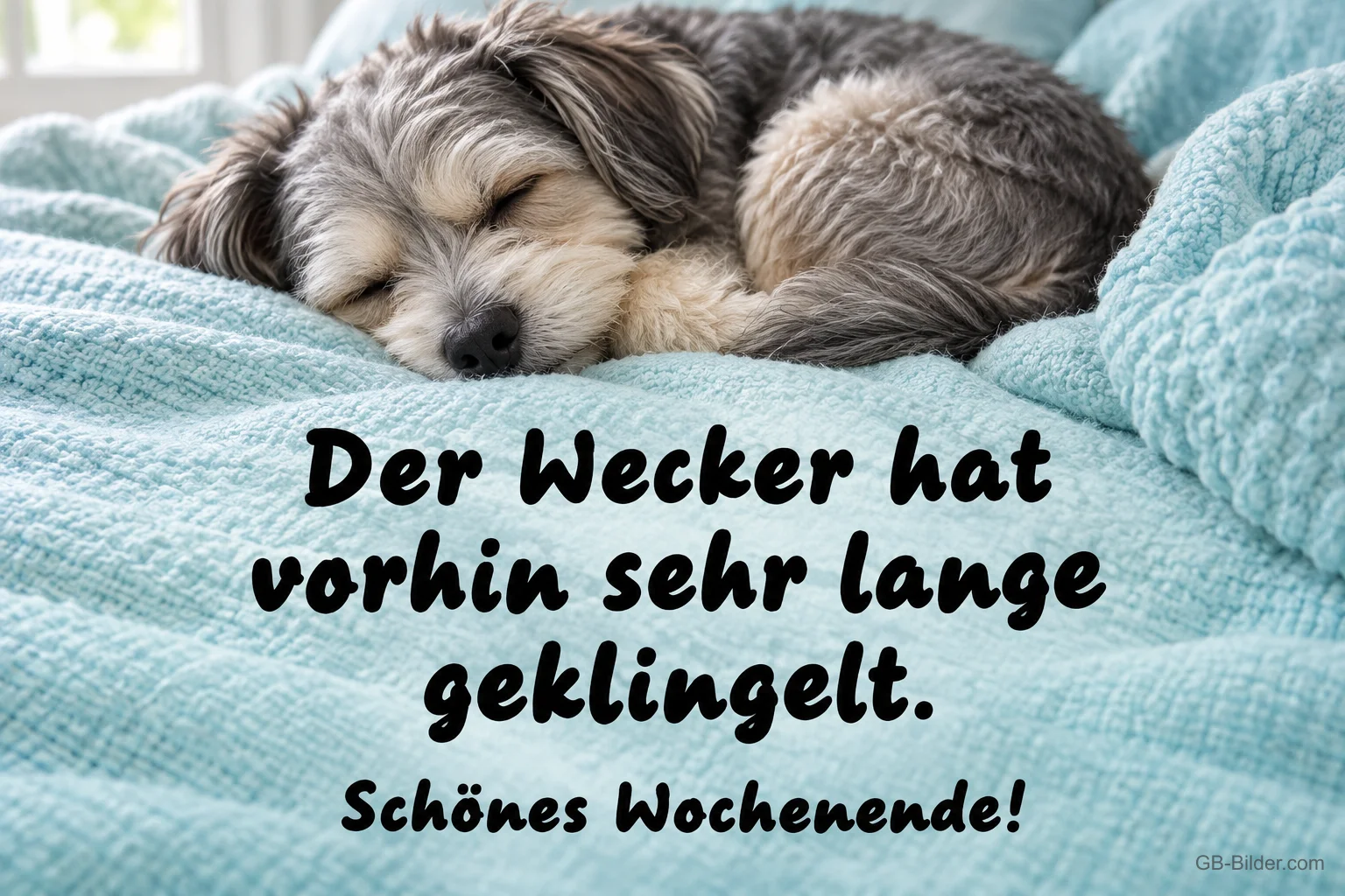 Schlafender Hund auf türkiser Decke, Text: Der Wecker hat vorhin sehr lange geklingelt. Schönes Wochenende!