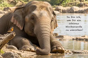Elefant mit Rotkehlchen am Wasser, Text: Da bin ich, um Dir ein schönes Wochenende zu wünschen!
