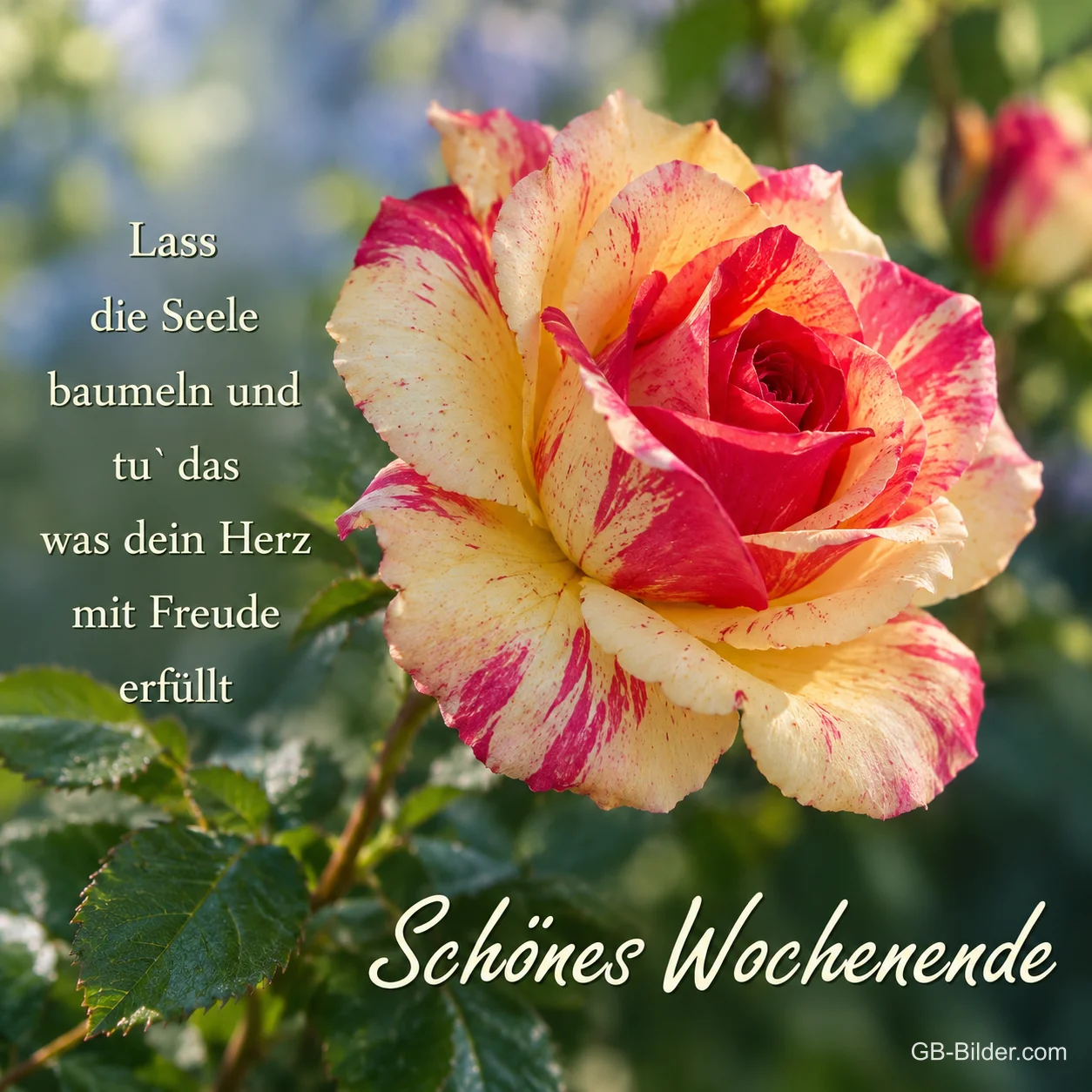 Rot-gelb geflammte Rose, Spruch: Lass die Seele baumeln, Schönes Wochenende