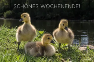 Drei Gänseküken am Wasser, Text: Schönes Wochenende!