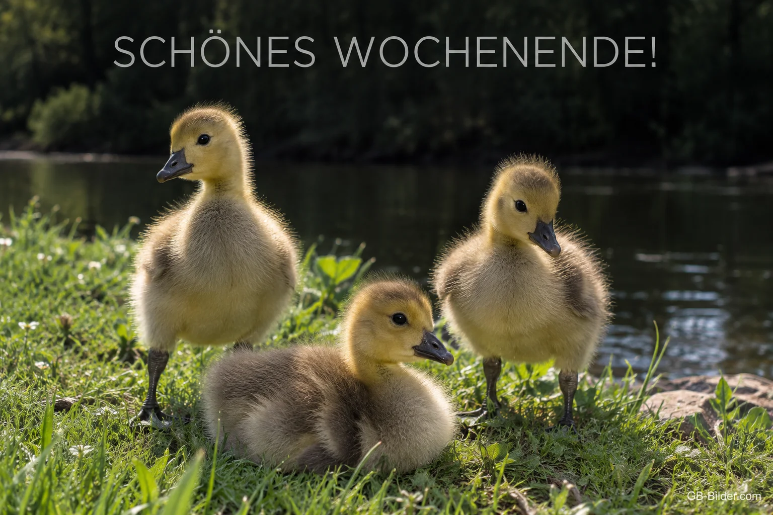 Drei Gänseküken am Wasser, Text: Schönes Wochenende!