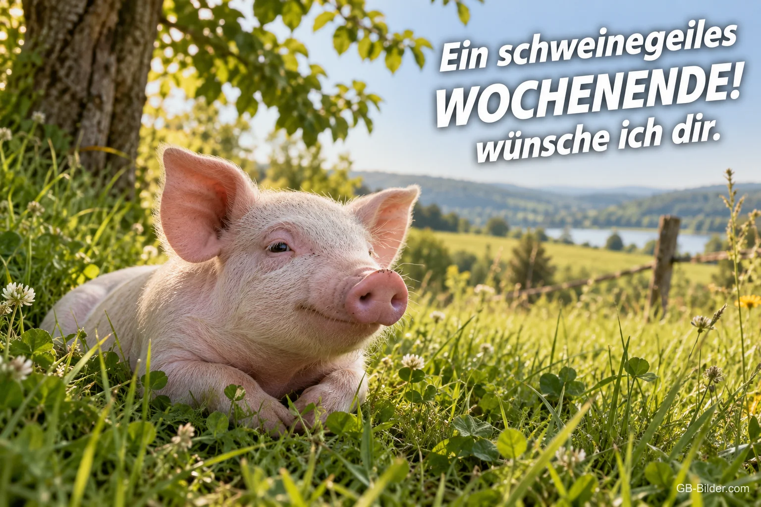 Ferkel auf einer Sommerwiese, lustiger Text: Ein schweinegeiles Wochenende wünsche ich dir.