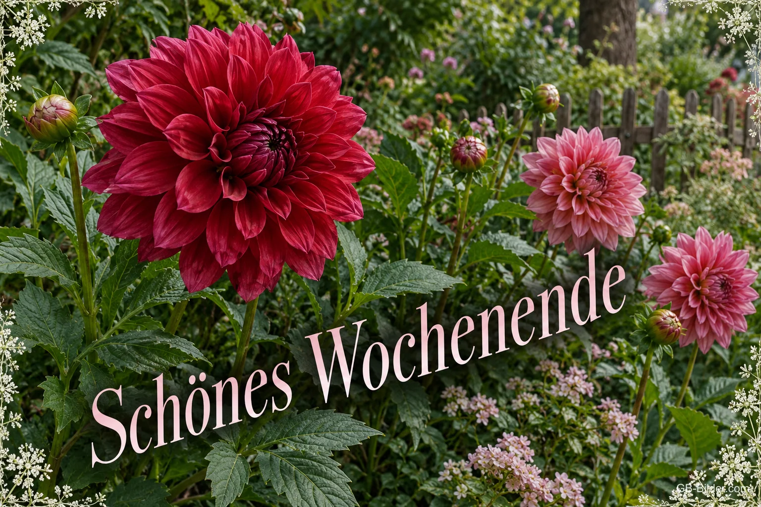 Rote Dahlien im Garten, Text: Schönes Wochenende