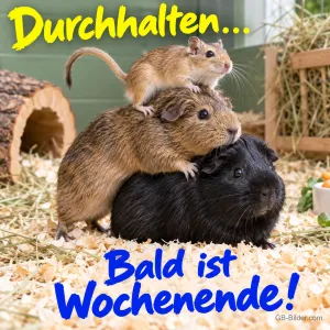 Drei Nager liegen übereinander im Stroh, Text: Durchhalten... Bald ist Wochenende!