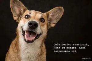 Grinsender Hund, lustiger Text: Dein Gesichtsausdruck, wenn du merkst, dass Wochenende ist.