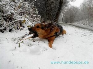 bilder guten morgen im schnee