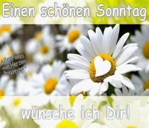 einen schönen sonntag bilder
